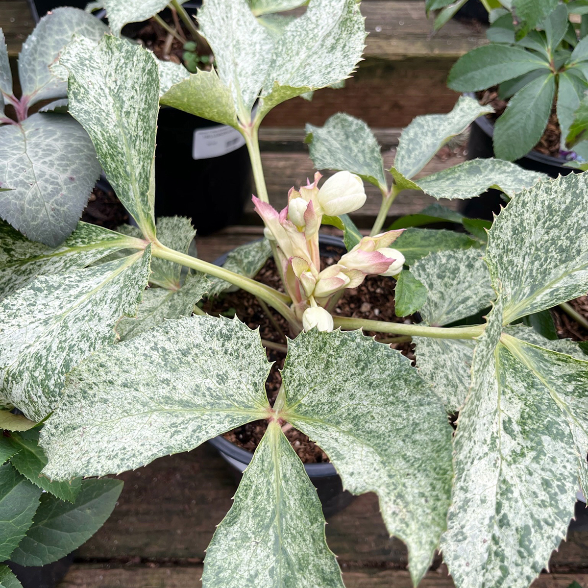 hellebore-snow-fever-4_web