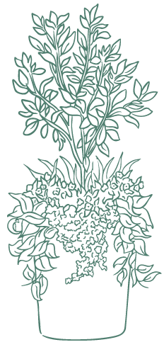 D7D_Container-Illustrations-from-Laurel_outline-625C-03 branch display icon