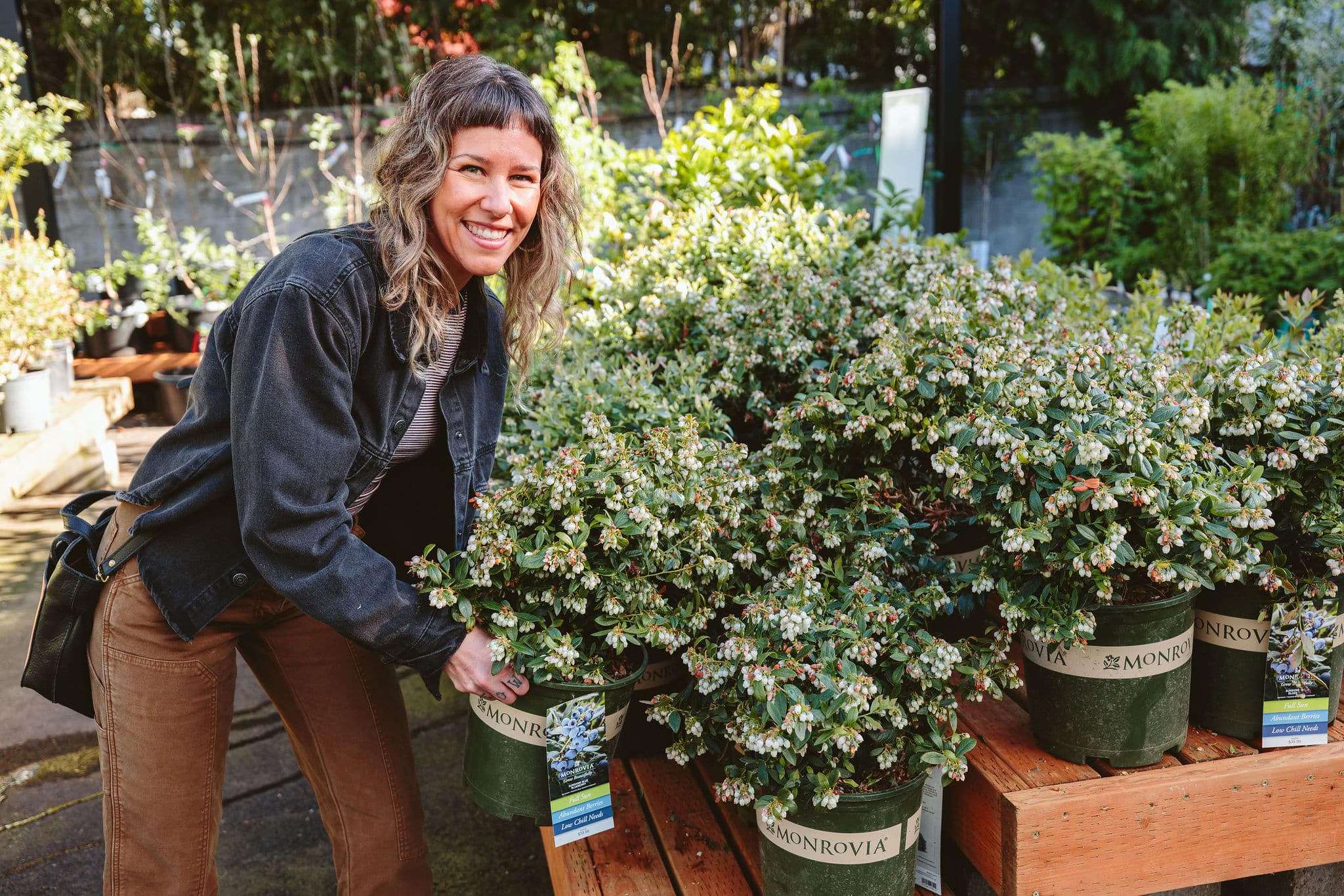 blueberry shrubs in bloom