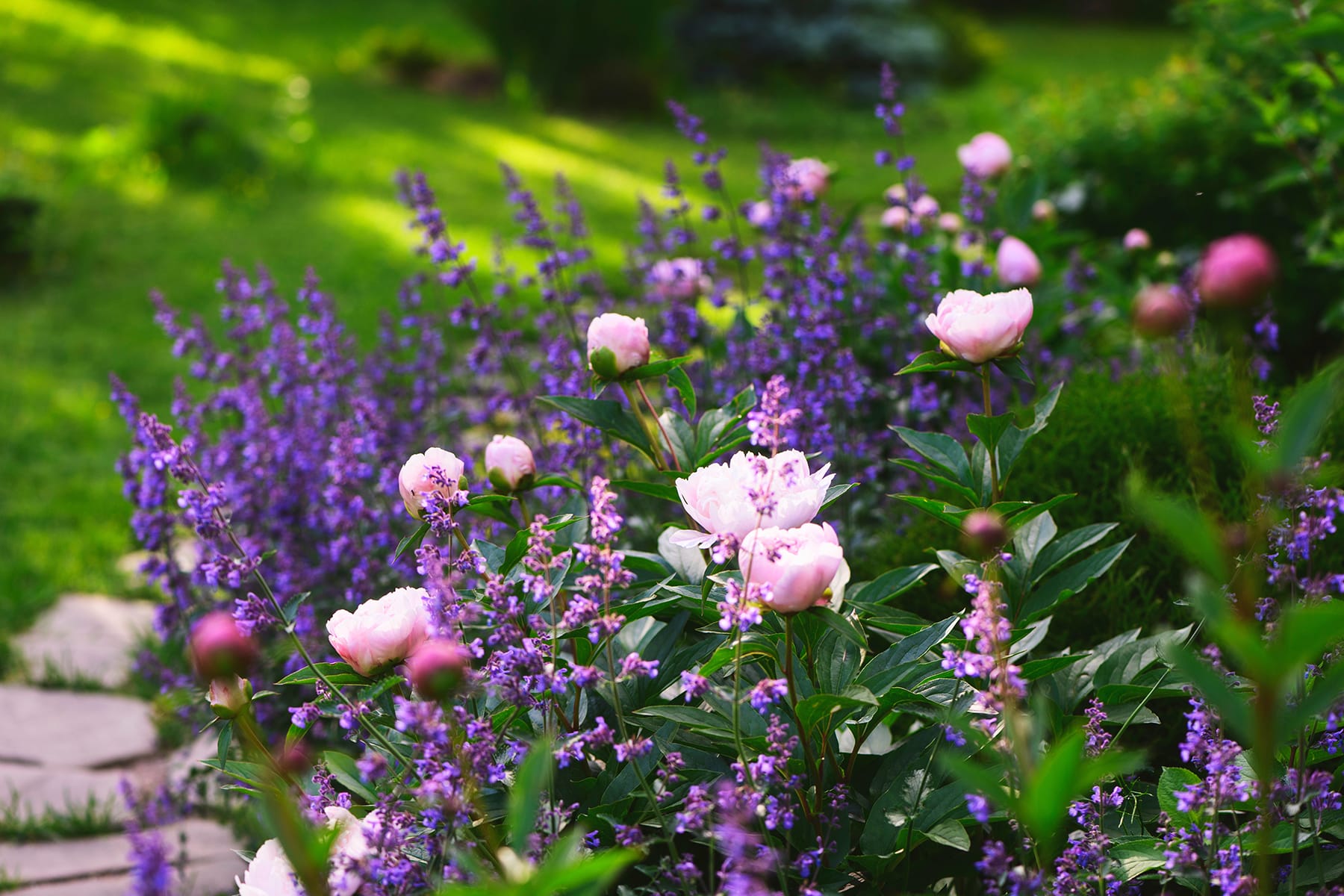 Cottage-Garden-Flowers-Peonies