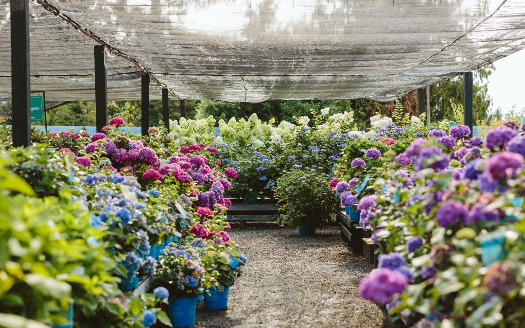 All About Hydrangeas: Varieties, Pruning & Care