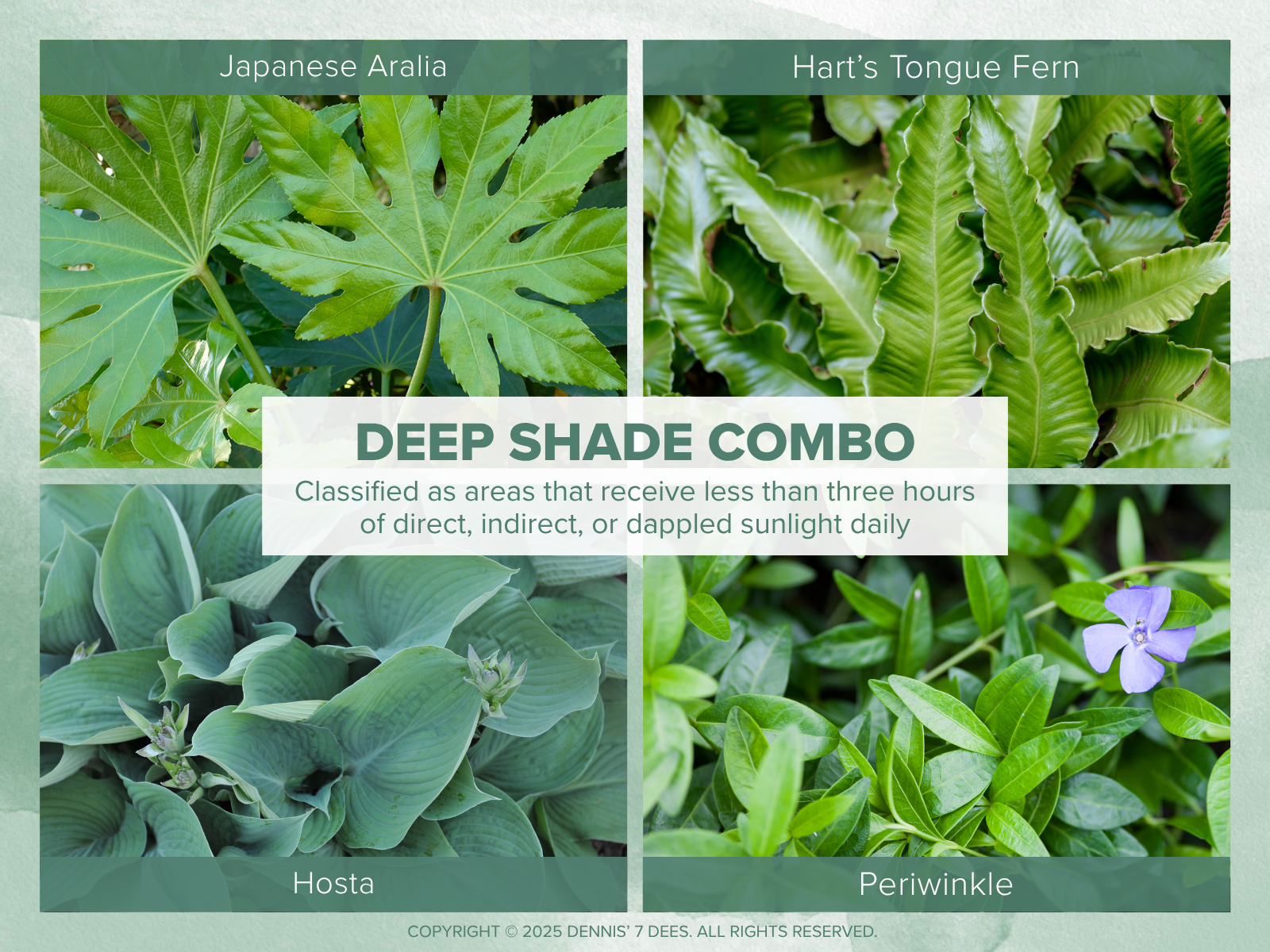 Collage Mood Board - Shade Garden Combos - Deep Shade