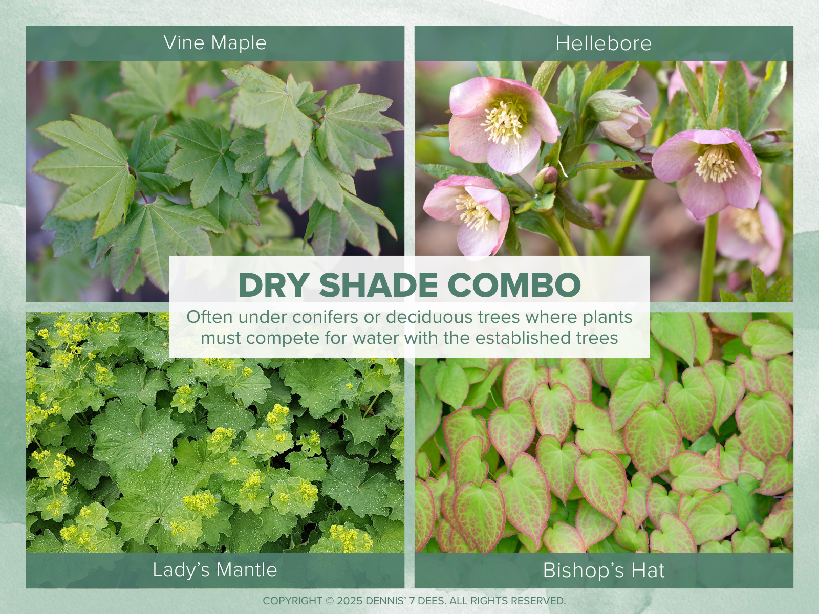 Collage Mood Board - Shade Garden Combos - Dry Shade