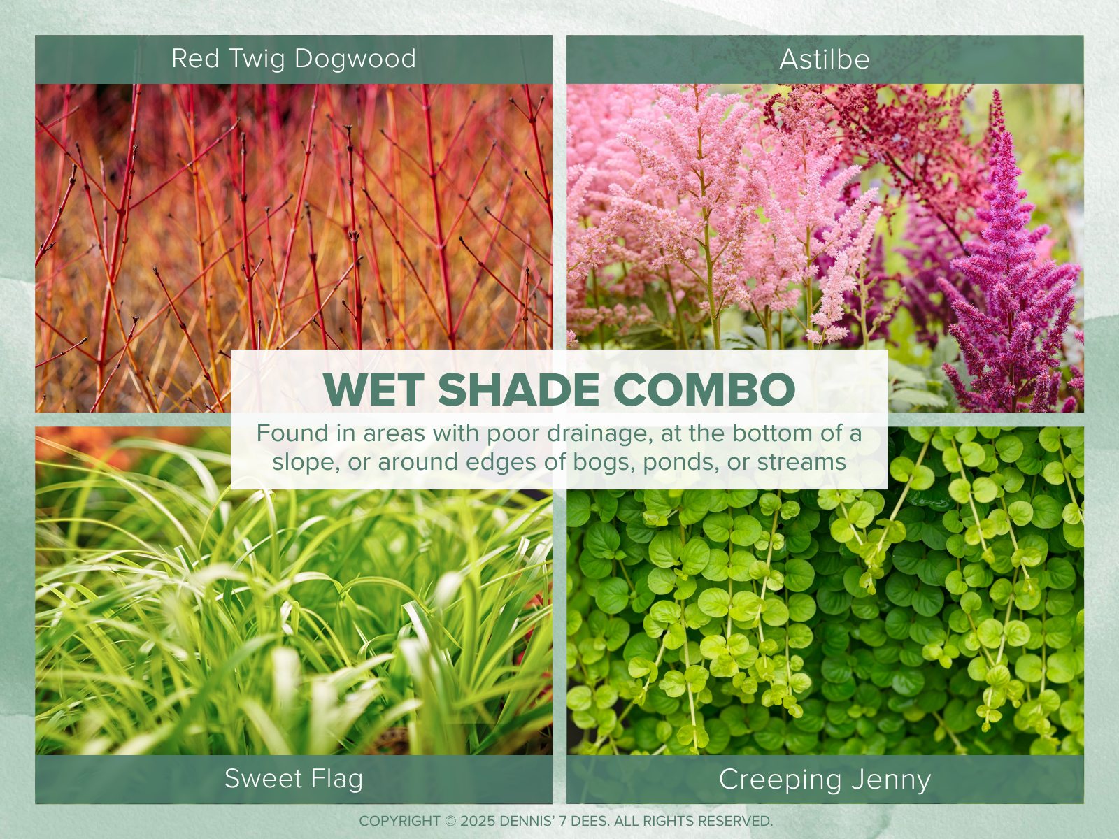 Collage Mood Board - Shade Garden Combos - Wet Shade