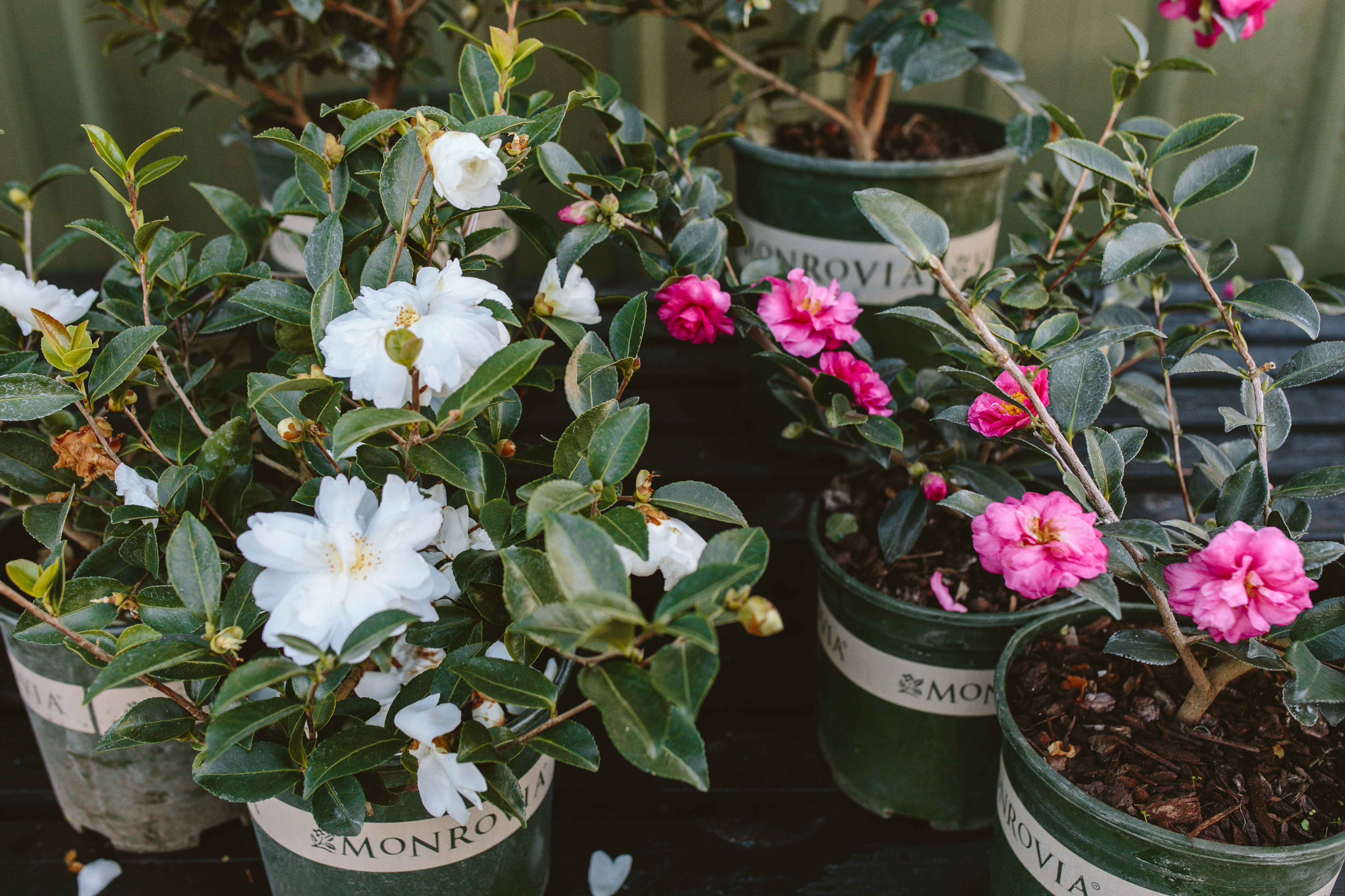 camellias at Dennis' 7 Dees Garden Center camellias for shade gardens