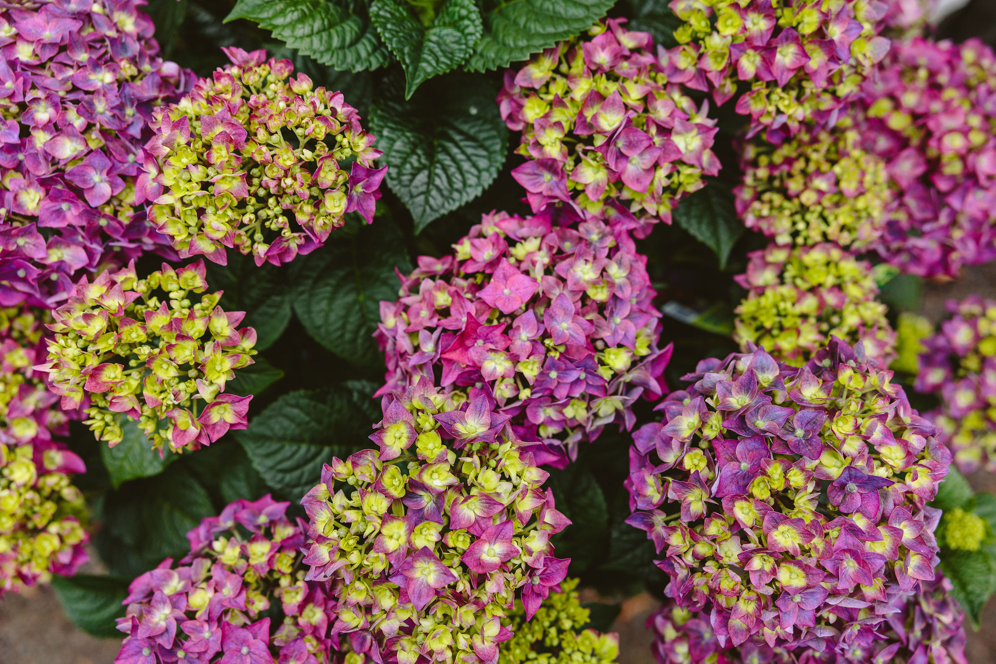 purple mophead hydrangea in bloom at Dennis' 7 Dees Garden Center purple mophead hydrangea in bloom