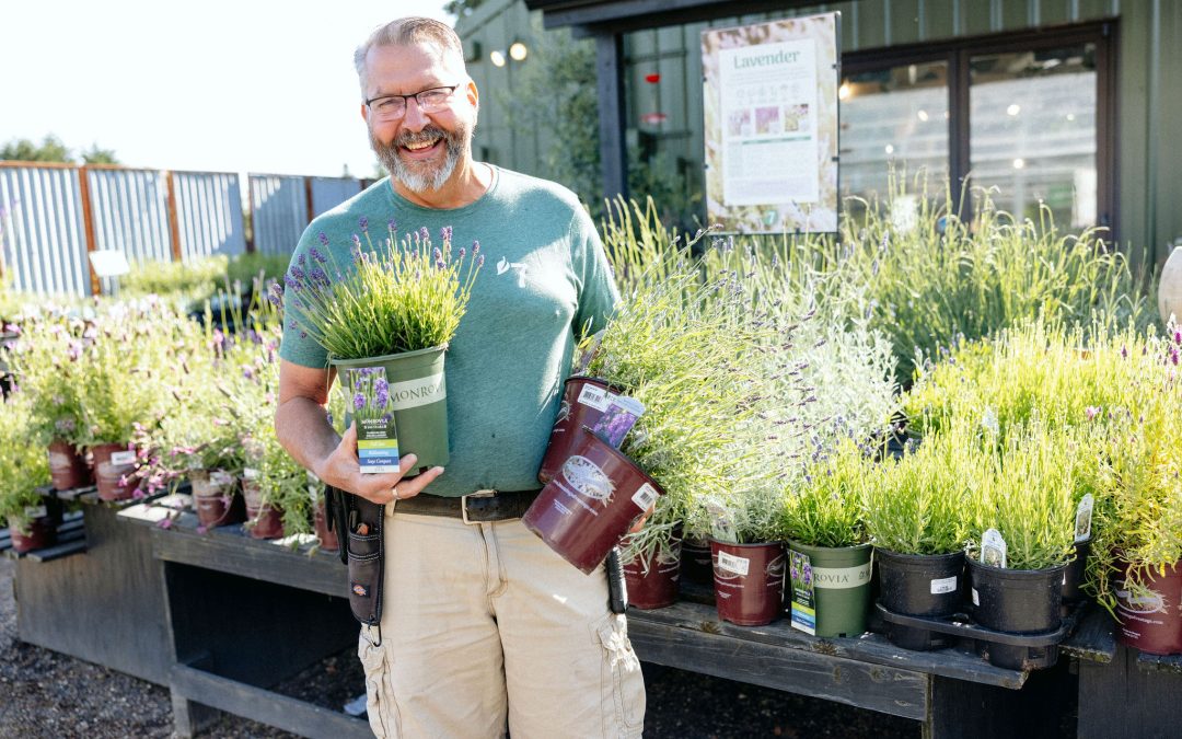lavender varieties at 7 Dees Garden Center