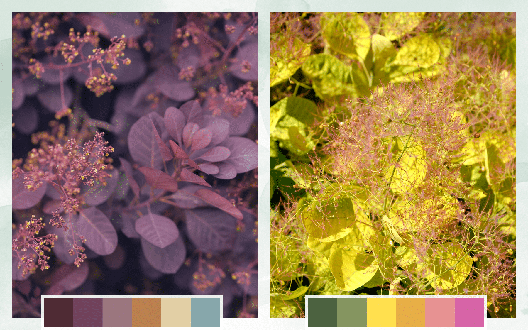 Moody + Uplifting Palette Drought-Tolerant Plants - Cotinus