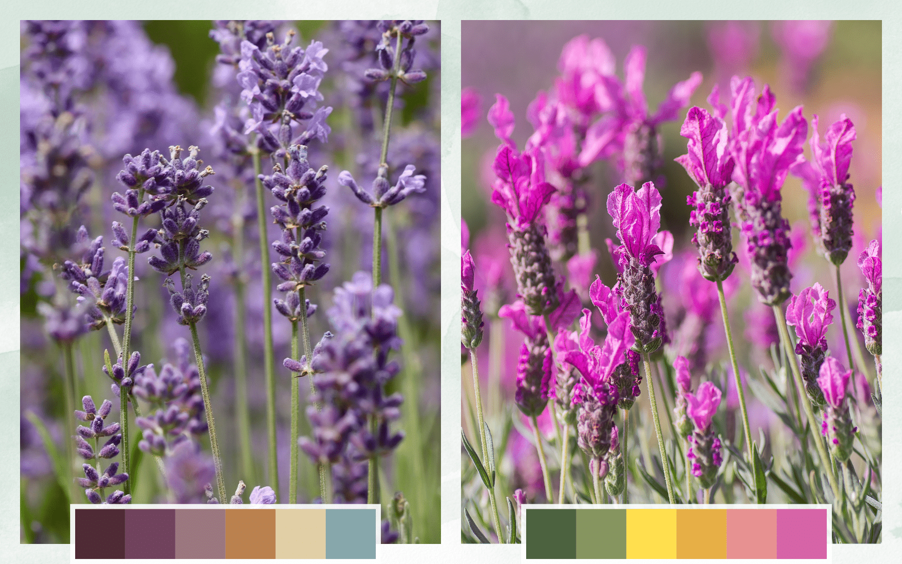 Moody + Uplifting Palette Drought-Tolerant Plants - Lavender