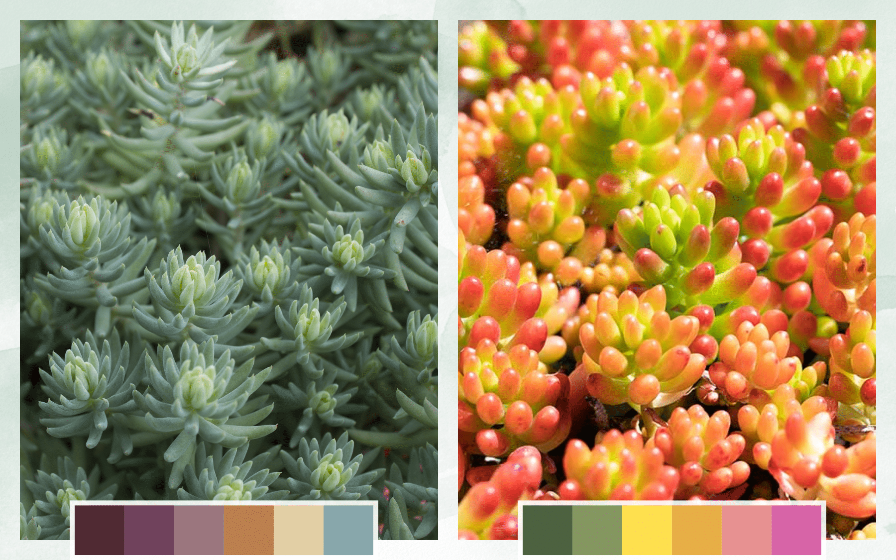 Moody + Uplifting Palette Drought-Tolerant Plants - Sedum