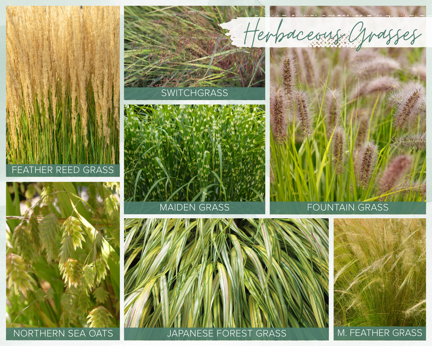 7 Favorite Herbaceous Ornamental Grasses for PNW Gardens