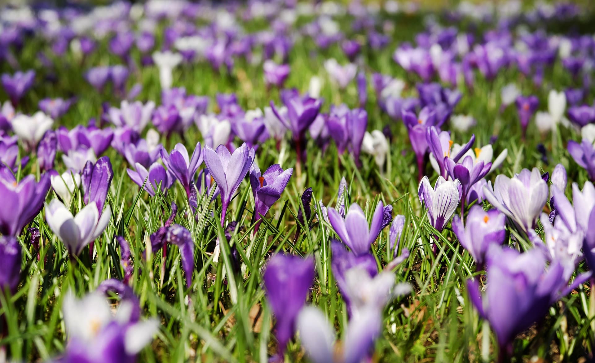 crocuses-3226433_1920