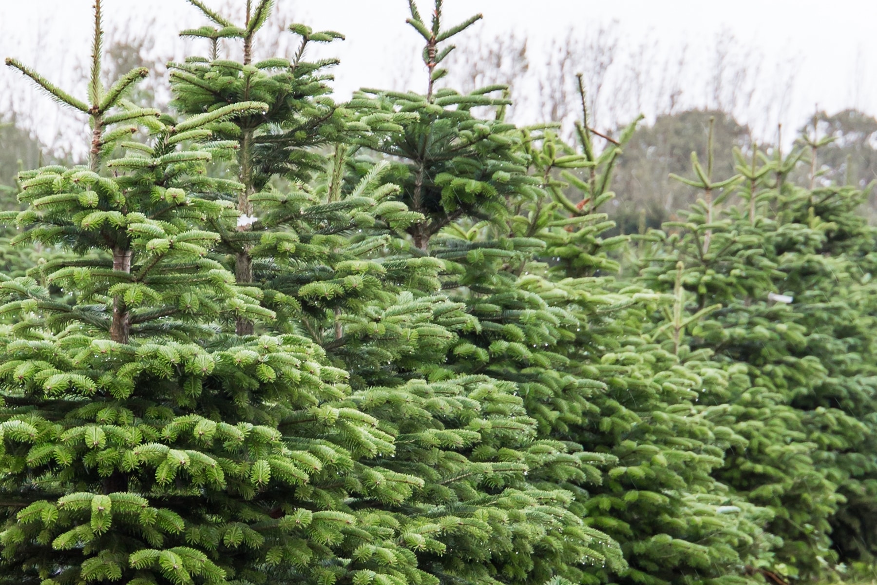 Nordmann Fir Christmas tree farm