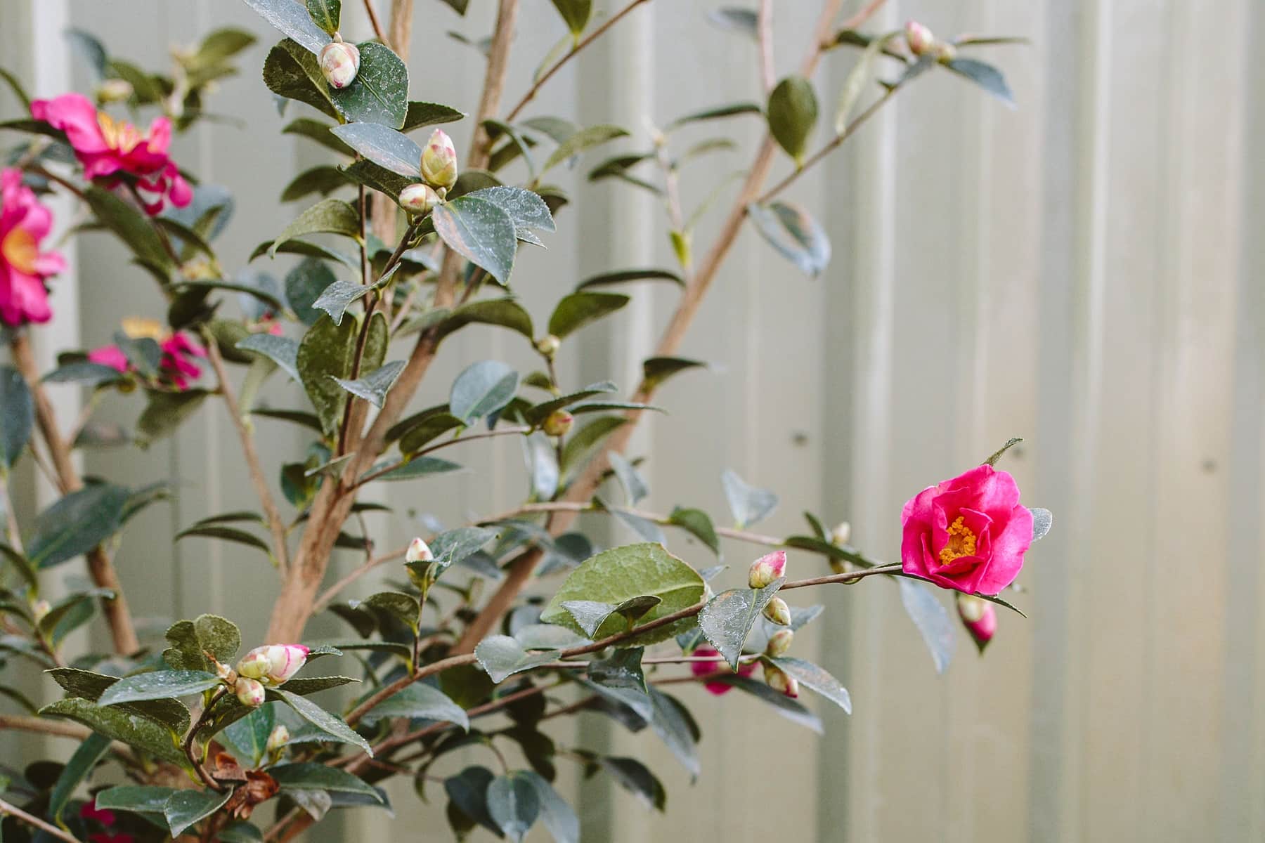 Camellia sasanqua Shishi Gashira
