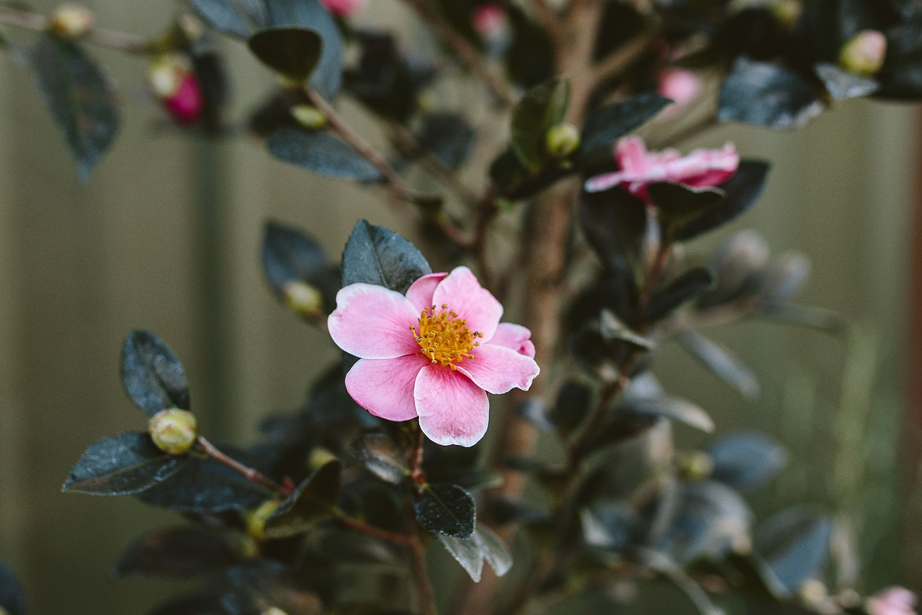 Camellia sasanqua Pink-a-Boo