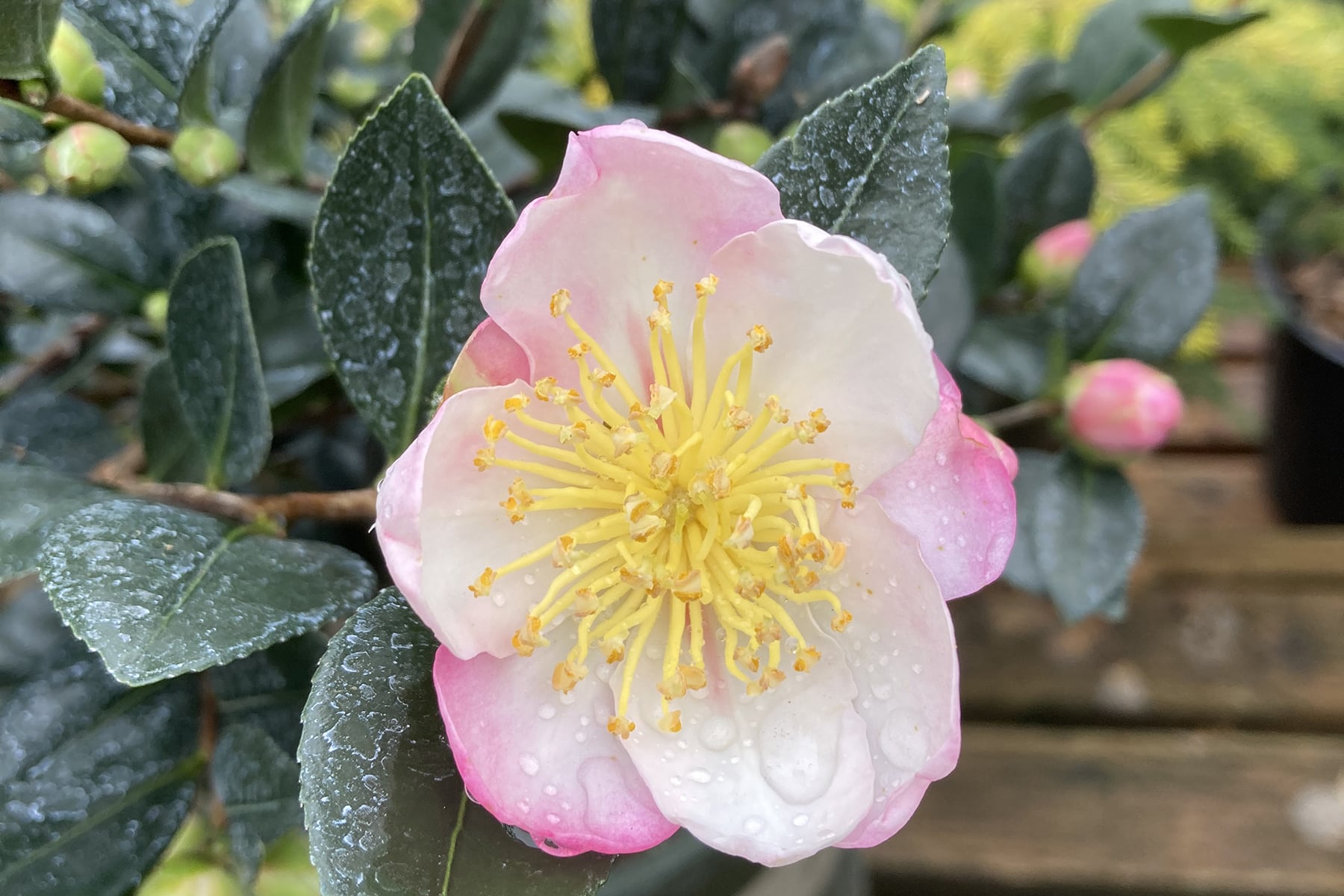 Camellia sasanqua Apple Blossom