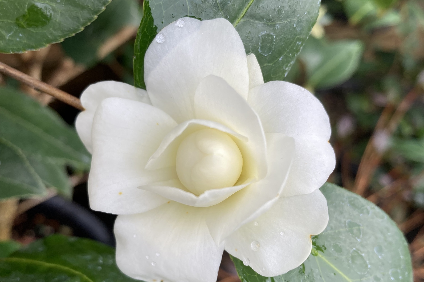 Camellia sasanqua Buttermint