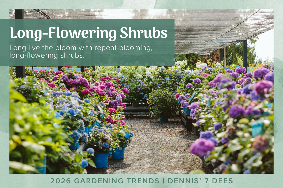 2026 Trends - Long-Flowering Shrubs