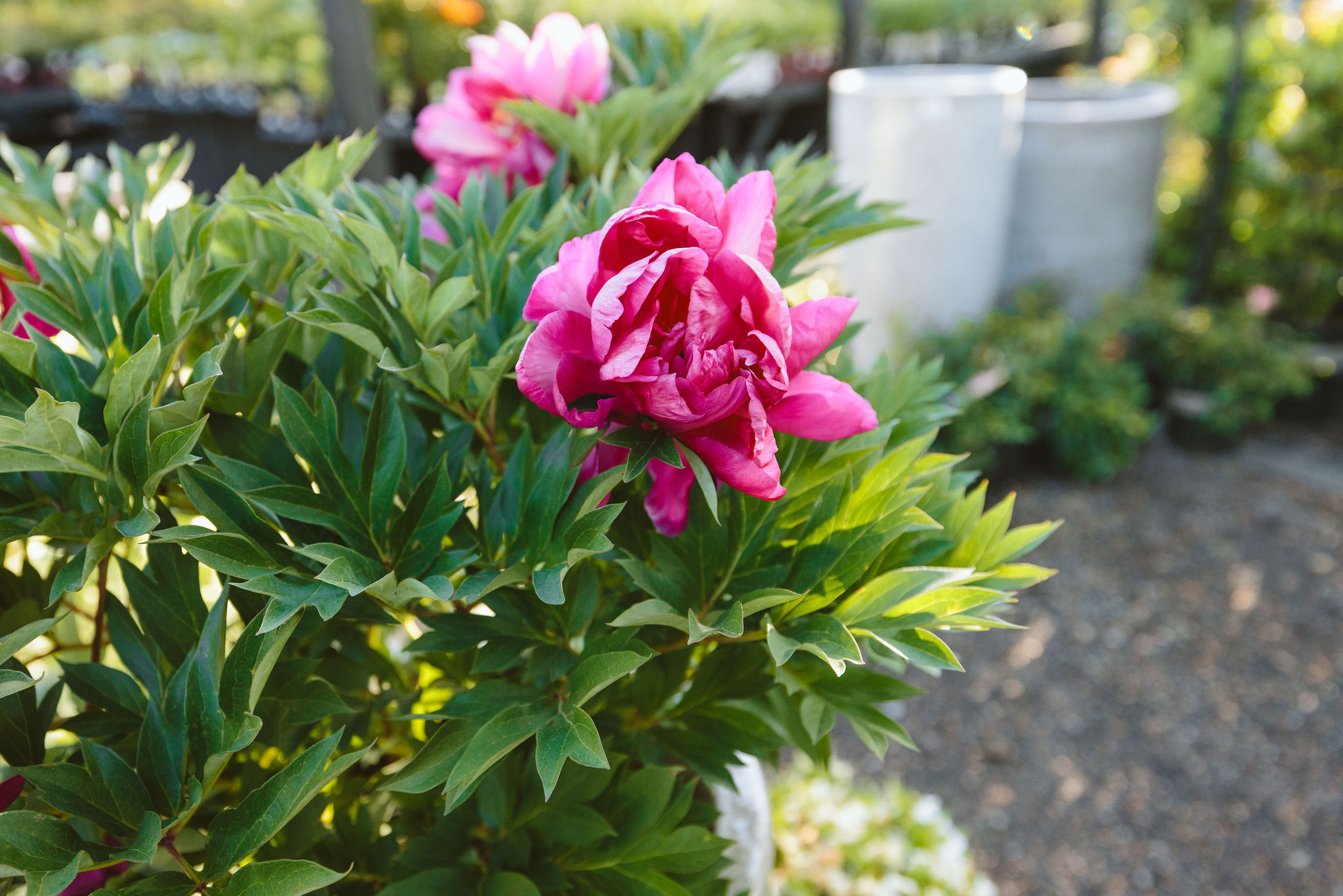 Dennis7Dees-VancouverMay25_KaitlinGreen-10 Coral Charm Peony