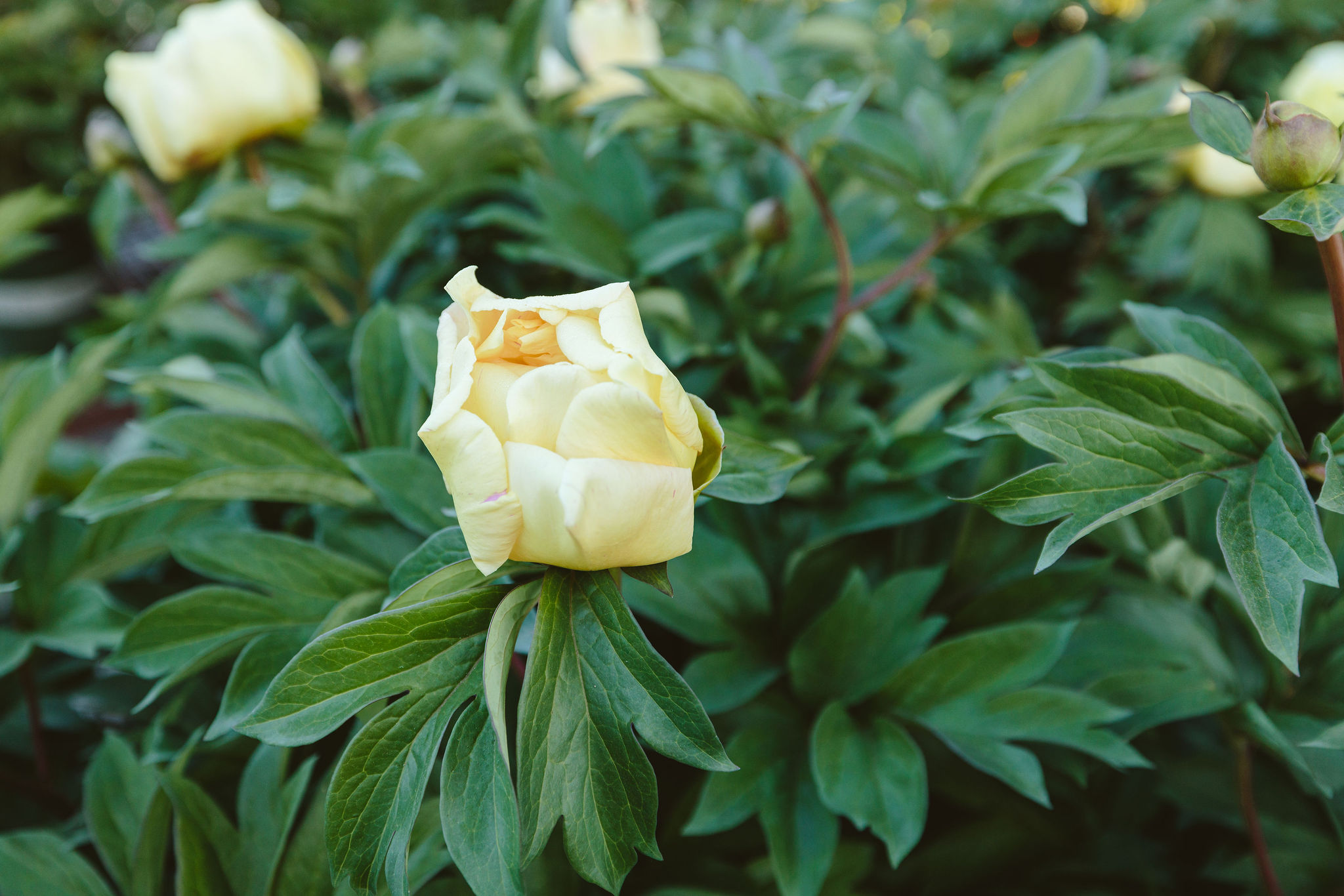 Dennis7Dees-VancouverMay25_KaitlinGreen-37 Peony 'Karl Rosenfield' Monrovia