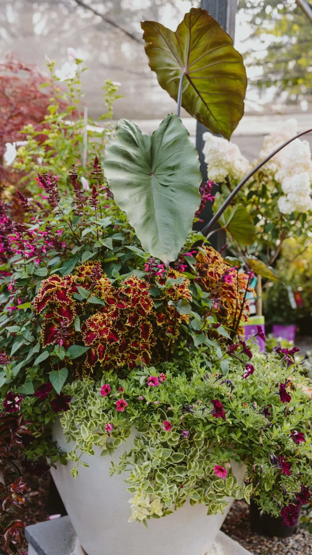 Dennis' 7 Dees Garden Centers